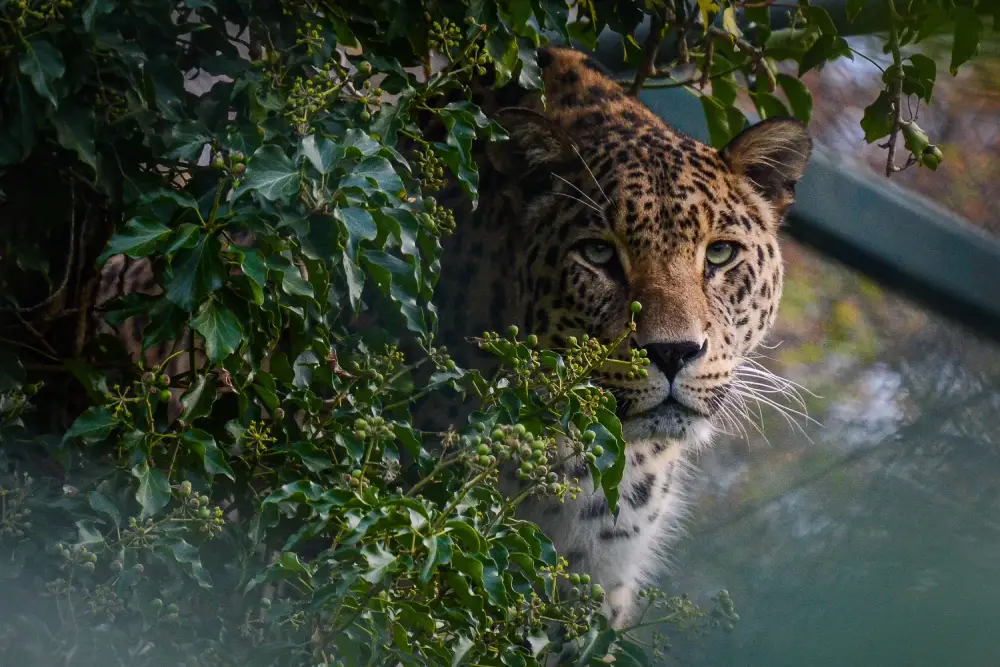 jaguar derrière un buisson